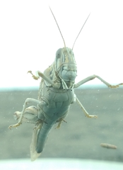 Schistocerca gregaria