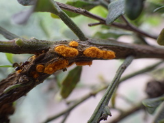 Puccinia evadens