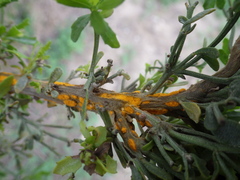 Puccinia evadens