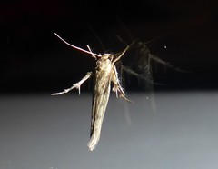 Stathmopoda plumbiflua