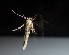 Stathmopoda plumbiflua