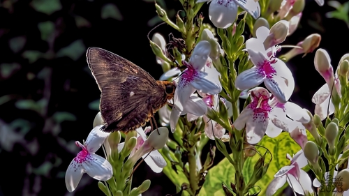 Pseuderanthemum maculatum