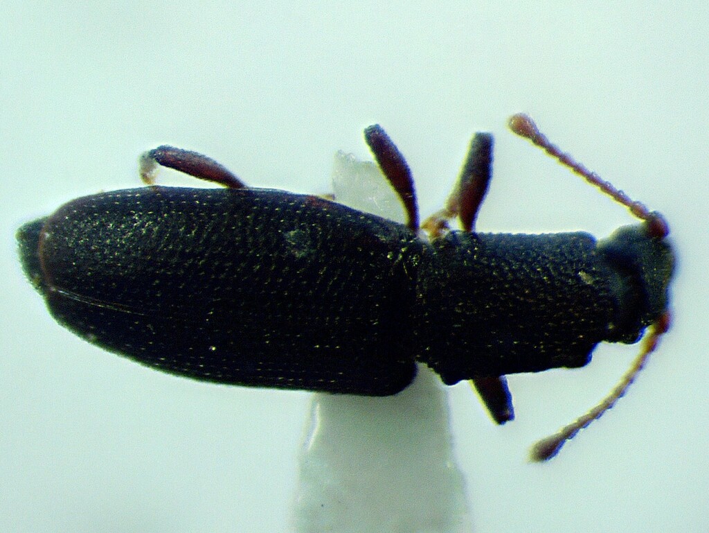 Monotoma producta