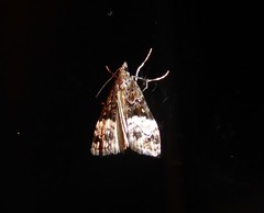 Scoparia minusculalis