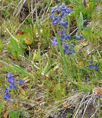 Delphinium glareosum