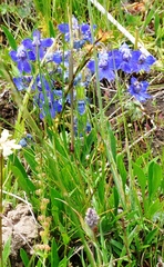 Delphinium glareosum