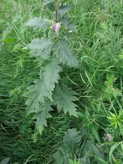 Cirsium kamtschaticum