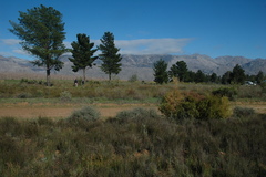 Leucadendron chamelaea