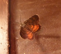 Paranotoreas brephosata