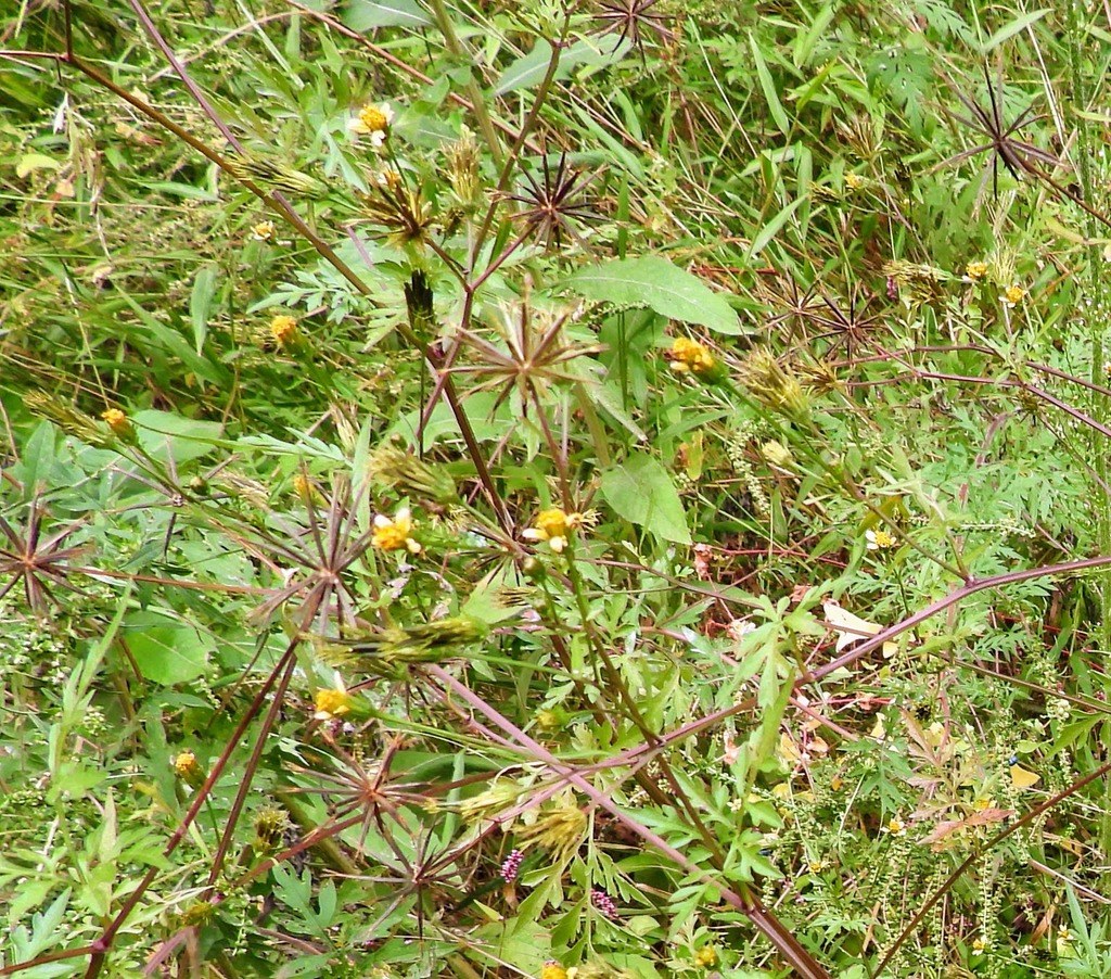 Spanish needles from Prince County, MD, USA on September 30