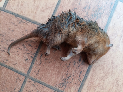 Yellow-sided Opossum