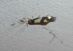 Opogona comptella