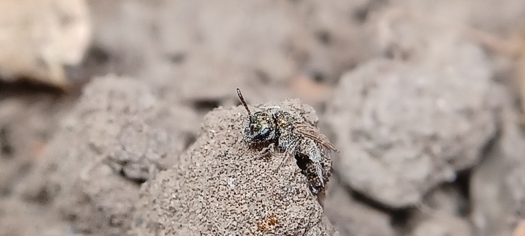 Metallic Sweat Bees In September 2023 By Jimmy K INaturalist   Large 