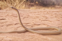 Forskal Sand Snake photo 2
