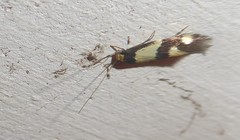 Opogona comptella