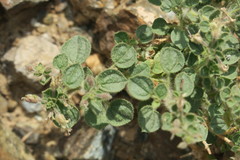 Cleome austroarabica