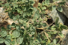 Cleome austroarabica