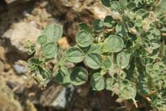 Cleome austroarabica