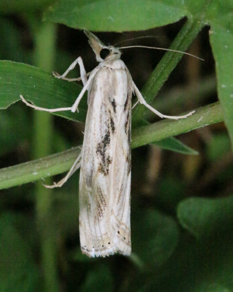 Parapediasia hulstellus
