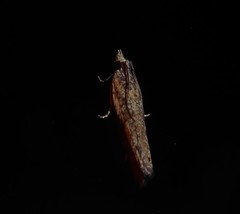 Strepsicrates ejectana