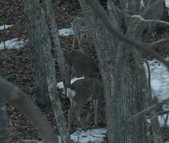 Cervus nippon yesoensis