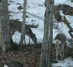 Cervus nippon yesoensis