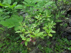 Rhododendron sichotense