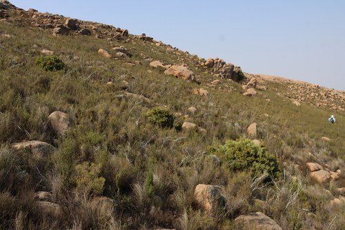 Kamiesberg Sugarbush (Protea namaquana)