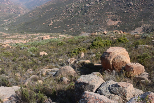 Image of Protea namaquana by (c) Tony Rebelo, some rights reserved (CC BY-SA)