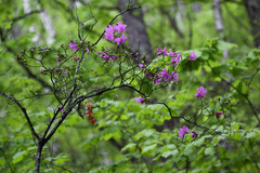 Rhododendron sichotense