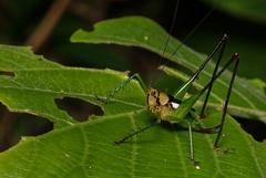 Glenophisis pretiosa