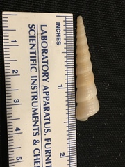 Turritella leucostoma image