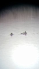 Anas platyrhynchos × acuta