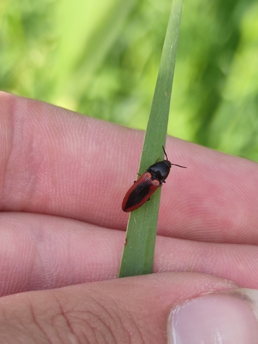 black-centered click beetle, Oisterwijk, Netherlands, photo 5 of 10