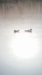 Anas platyrhynchos × acuta