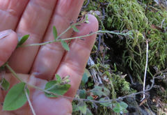 Myosotis australis
