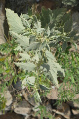 Chrozophora oblongifolia