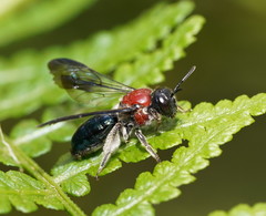 Callomelitta picta
