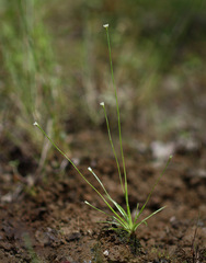 Eriocaulon decemflorum