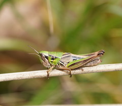 Praxibulus tectatus