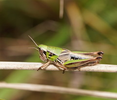 Praxibulus tectatus