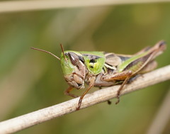Praxibulus tectatus