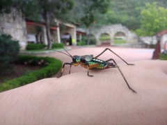 Pterophylla beltrani