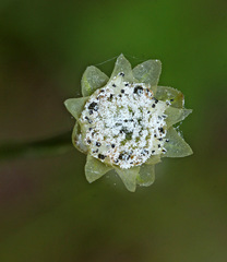 Eriocaulon decemflorum