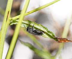 Leioproctus