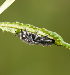 Leioproctus
