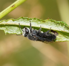 Leioproctus
