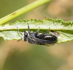 Leioproctus