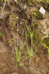 Eriocaulon decemflorum