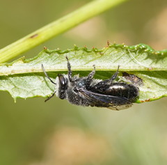 Leioproctus